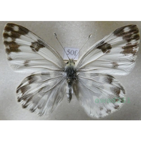 Pontia edusa (Fabricius, 1777) Bielinek rukiewnik Czech50f